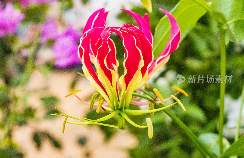 英国伦敦的“火焰百合”Gloriosa Rothschildiana